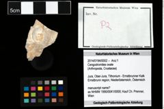 Foto (Objekt + Etikett) von Cengodromites ovale  (NHMW-GEO-2014-0194-0002)